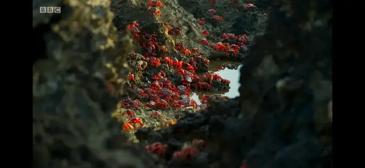 Christmas Island red crab (Gecarcoidea natalis) as shown in Planet Earth II - Islands